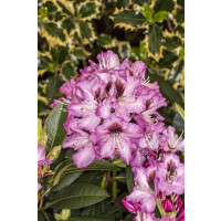 Rhododendron Hybride Kokardia -R- mb 40-50 cm