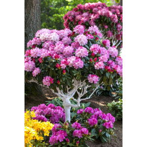 Rhododendron yakushimanum Arabella C 7 40-50