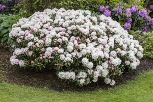 Rhododendron yakushimanum Dreamland C 7 40-50