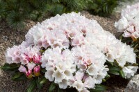 Rhododendron yakushimanum Edelweiß C 7 40-50