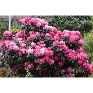 Rhododendron yakushimanum Fantastica C 7 40-50