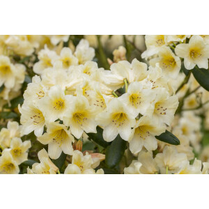 Rhododendron yakushimanum Millenium Gold -R- C 7 40-50