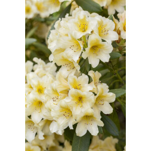 Rhododendron yakushimanum Millenium Gold -R- C 7 40-50