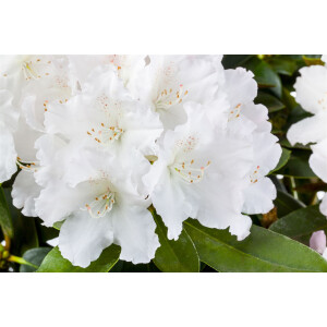 Rhododendron yakushimanum Schneekrone C 7 40-50