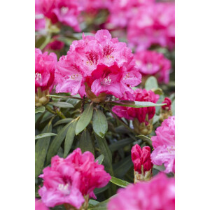 Rhododendron yakushimanum Sneezy C 7 40-50