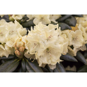 Rhododendron Hybride Goldbukett Gr 3 C 7 40-50