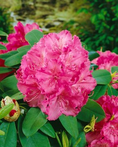 Rhododendron Hybride Germania C 7,5 40-50