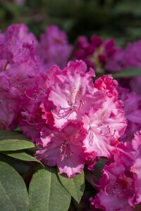 Rhododendron Hybride Germania C 7,5 40-50