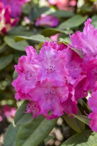 Rhododendron Hybride Germania C 7,5 40-50