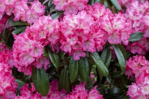 Rhododendron Hybride Germania C 7,5 40-50