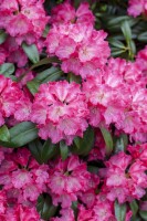 Rhododendron Hybride Germania C 7,5 40-50