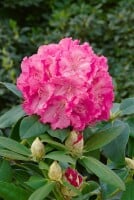 Rhododendron Hybride Germania C 7,5 40-50