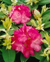 Rhododendron Hybride Germania C 7,5 40-50