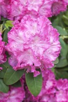 Rhododendron Hybride Germania C 7,5 40-50