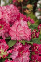 Rhododendron Hybride Germania C 7,5 40-50