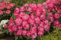 Rhododendron Hybride Germania C 7,5 40-50