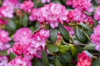 Rhododendron Hybride Germania C 7,5 40-50