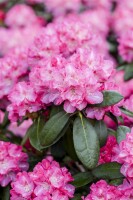 Rhododendron Hybride Germania C 7,5 40-50