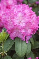 Rhododendron Hybride Germania C 7,5 40-50