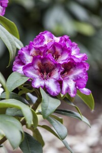 Rhododendron Hybride Hans Hachmann -S- C 7,5 40-50