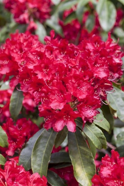 Rhododendron Hybride Red Jack C 7,5 40-50