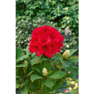 Rhododendron Hybride Red Jack C 7,5 40-50