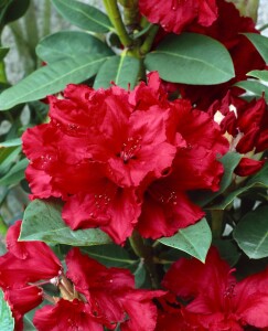 Rhododendron Hybride Red Jack C 7,5 40-50