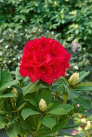 Rhododendron Hybride Red Jack C 7,5 40-50