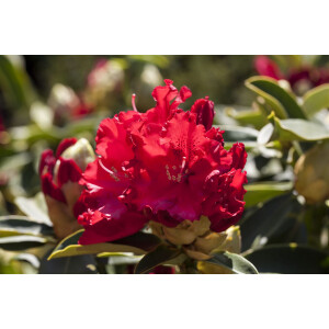 Rhododendron Hybride Wilgens Ruby C 7,5 40-50
