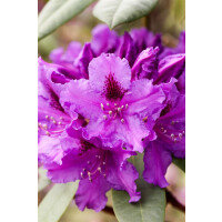 Rhododendron Hybride Azurro mB 40- 50