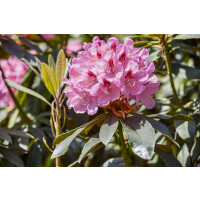 Rhododendron-Hybride Lady Annet.de Trafford mB 40- 50
