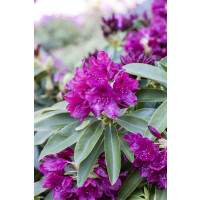 Rhododendron-Hybride Old Port mB 40- 50