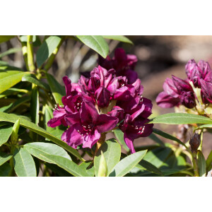 Rhododendron-Hybride Polarnacht mB 40- 50