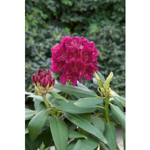 Rhododendron-Hybride Polarnacht mB 40- 50