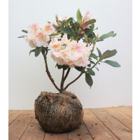 Rhododendron-Hybride Prinses Maxima mB 40- 50