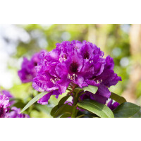 Rhododendron-Hybride Rasputin mB 40- 50