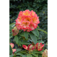 Rhododendron-Hybride Sun Fire mB 40- 50