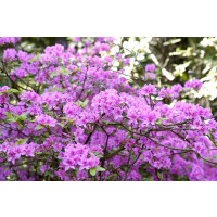 Rhododendron praecox C 10 50-60