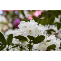 Rhododendron Hybride Hachmanns Picobello mB 40- 50