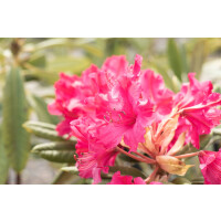 Rhododendron Hybride Weinlese 2xv mb 50-60 cm