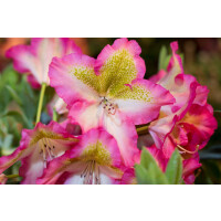 Rhododendron viscosum Quiet Thoughts FlAroma ® 5 L 30-40