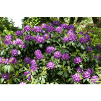Rhododendron-Hybride Catawbiense Grandiflorum mB 50- 60