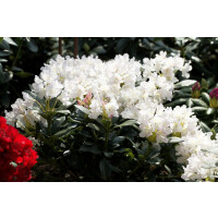 Rhododendron-Hybride Cunninghams White mB 50- 60