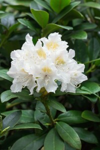 Rhododendron Hybriden Cunningham´s White C 50-60