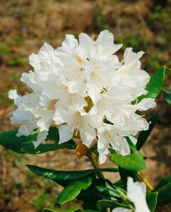 Rhododendron Hybriden Cunningham´s White C 50-60