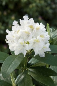 Rhododendron Hybriden Cunningham´s White C 50-60