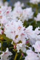 Rhododendron Hybriden Cunningham´s White C 50-60