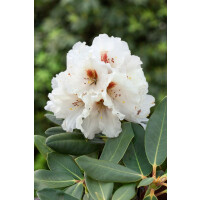 Rhododendron rex Rexima mB 30- 40