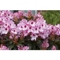 Rhododendron Hybride Hachmanns Charmant-R-  mb 50-60 cm