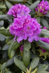 Rhododendron Hybride “Lee’s Dark Purple“ II mb 50-60 cm